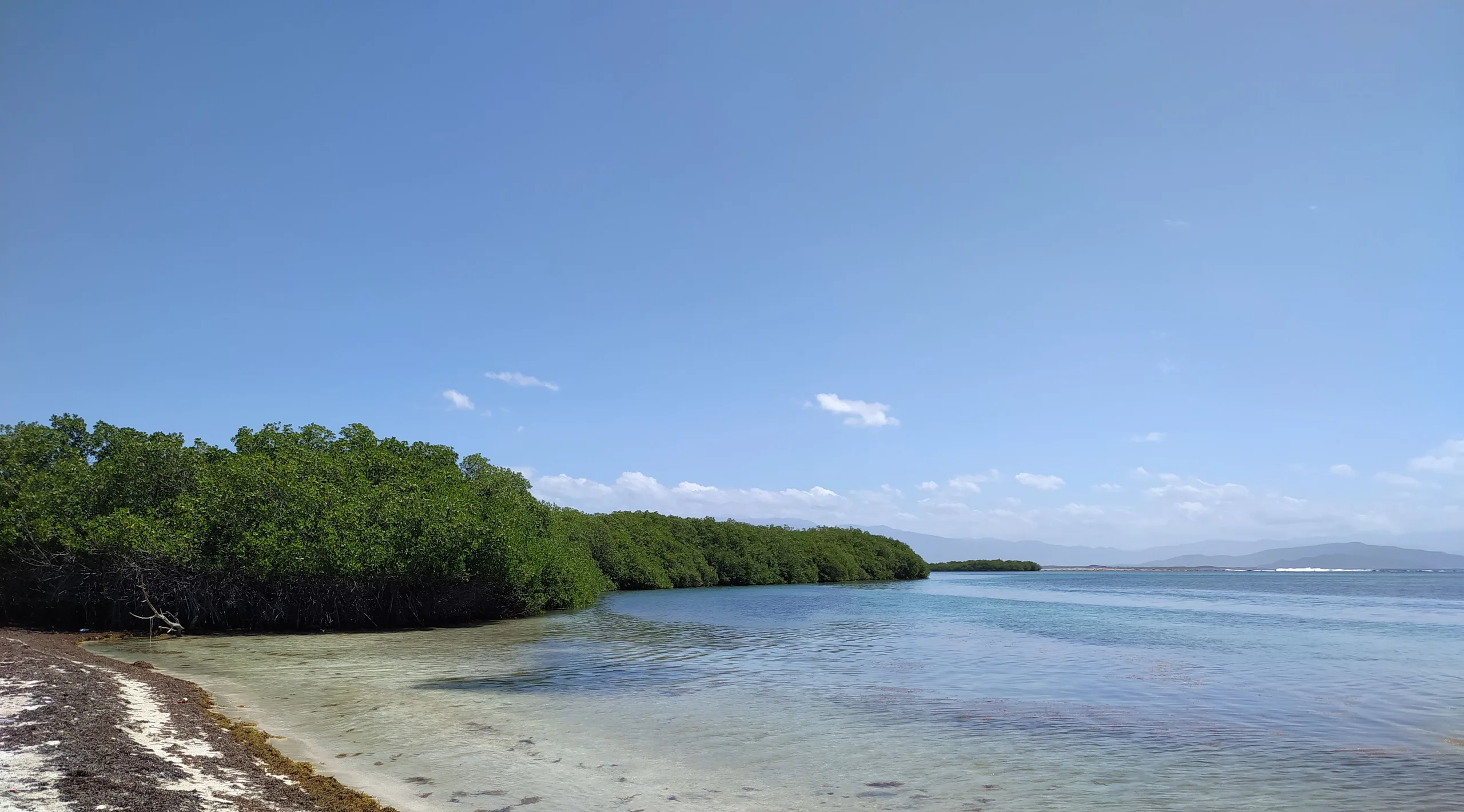Manglares de la costa de Azua, Azua