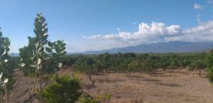 Terreno en Produccion