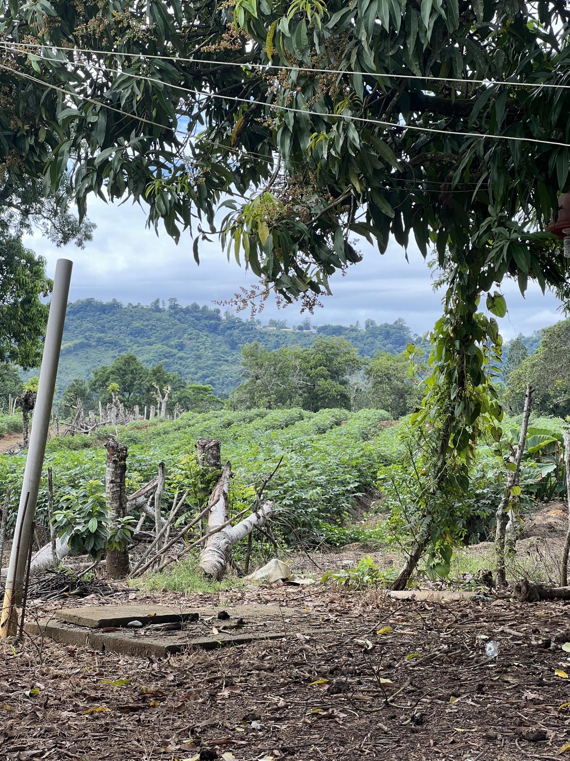 EXCLUSIVO TERRENO EN COTUI / 263 TAREAS.