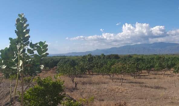 TERRENO EN PRODUCCION